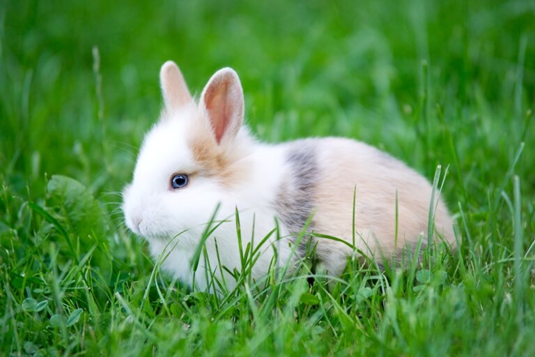 Baby Rabbit with blue Eye looking through Grass
