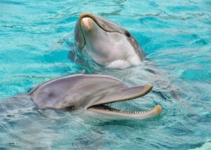 delfines juntos en el agua