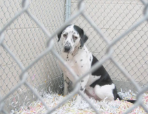 ¡Pídele al IPN de México que finalice con los crueles experimentos en perros!