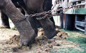 Elephant foot chained