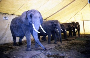 Chained elephants