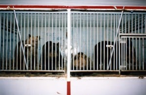 caged circus bears