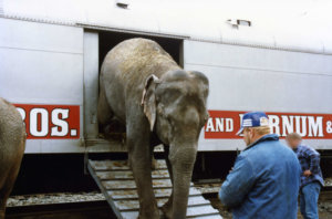 circus elephants leaving box car