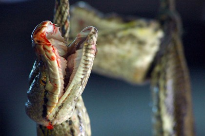 Snake killed for exotic skins