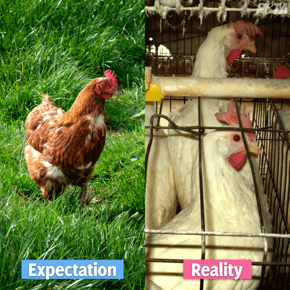 expectativa y realidad