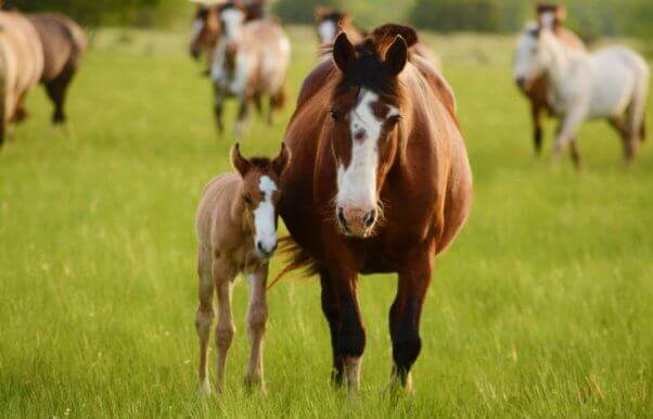 Horse and pony in field