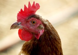 El mito de lo orgánico y ‘ecológico’