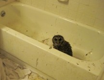 Cuando los animales necesitan ser rescatados de un ‘rescatista’