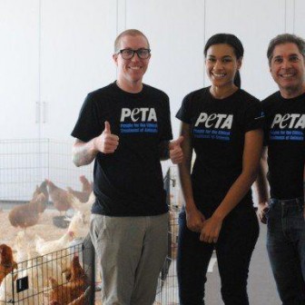 chicken-adoption