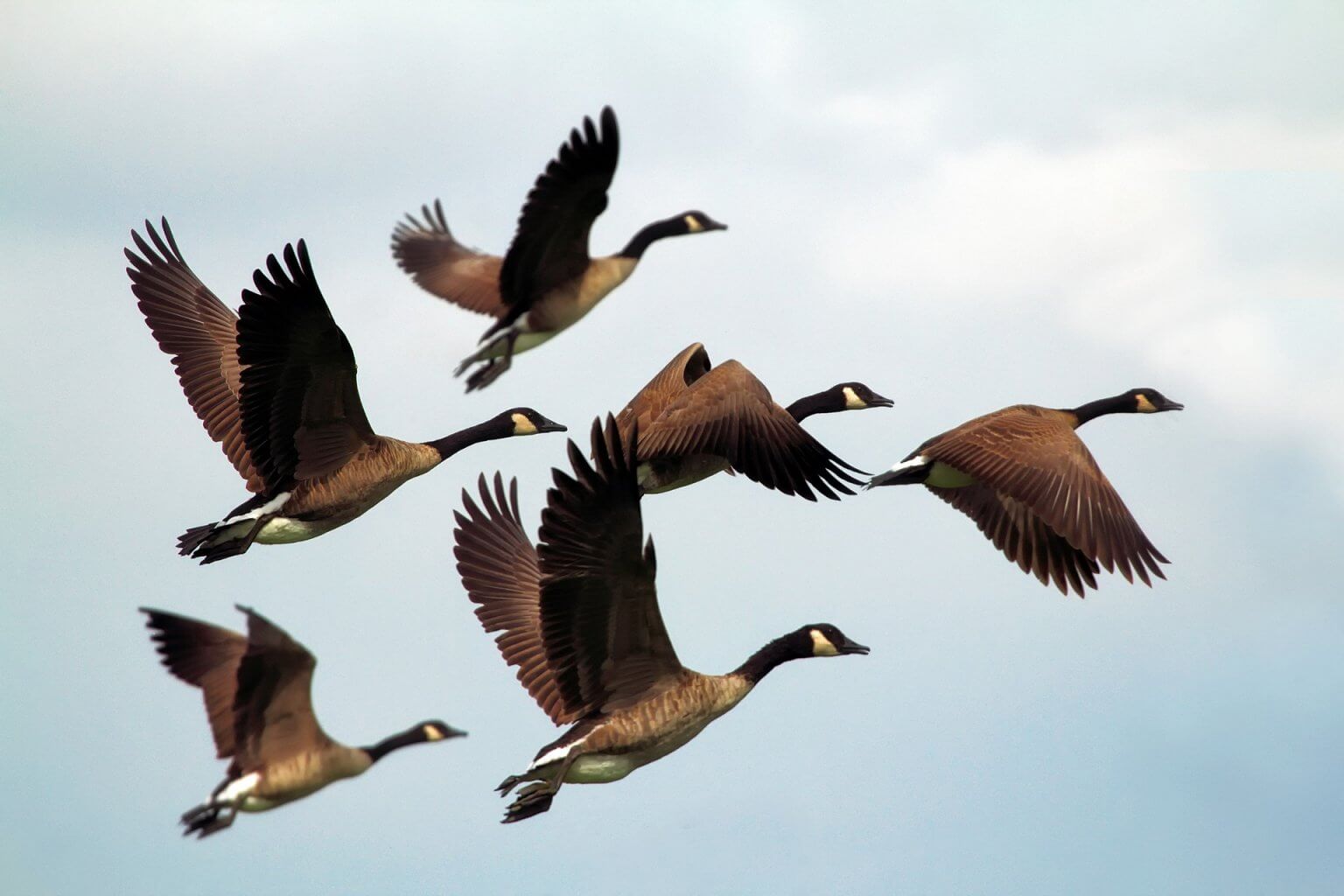 ganzos volando