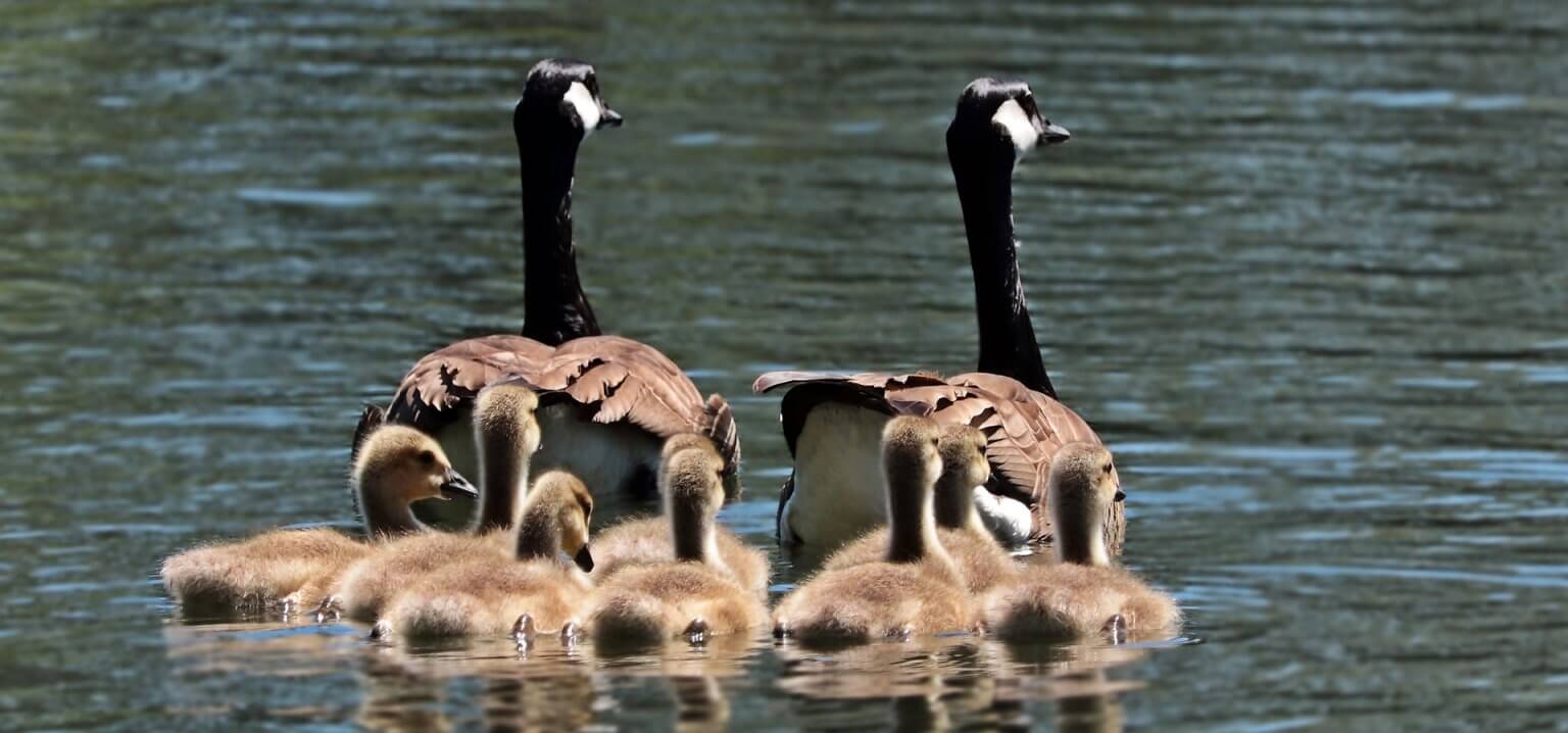familia de ganzos