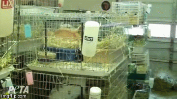 hoarding