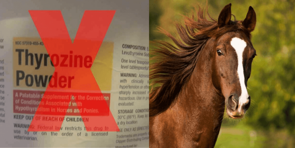 Horse in field, picture of thyrozine powder