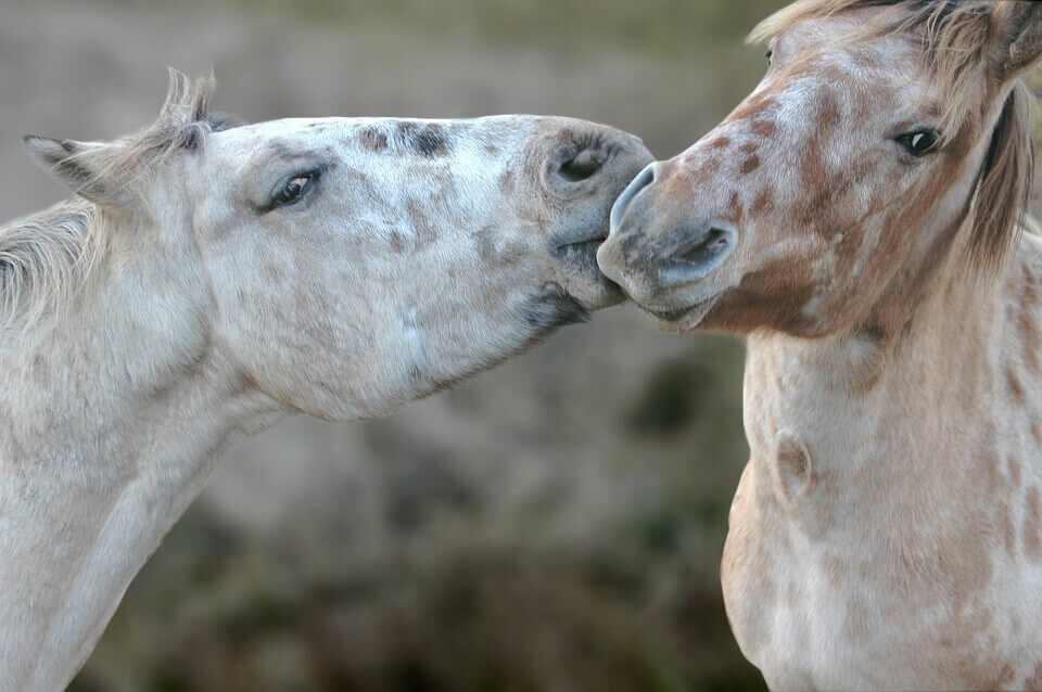 Caballos juntos pareja en la naturaleza