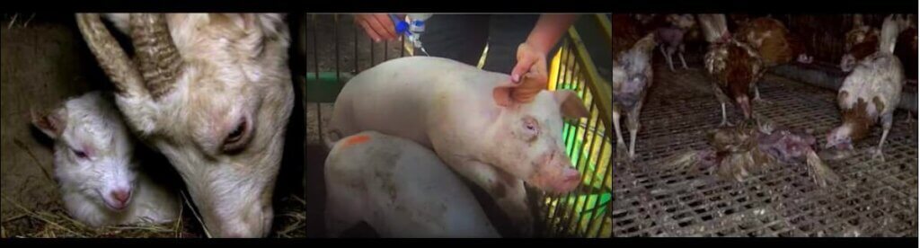 Humane Meat Videos prove humane labels are lies