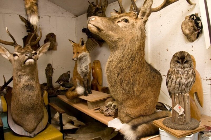Room full of taxidermy and hunting trophies on tables, including two deer, a fox and an owl.