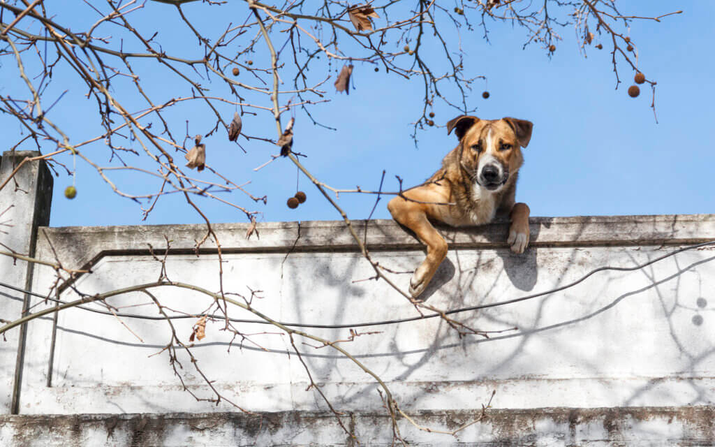A dog on the roof in Buenos Aires, Argentina.