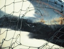 Celebridades protestan en Miami Seaquarium para liberar a la orca Lolita