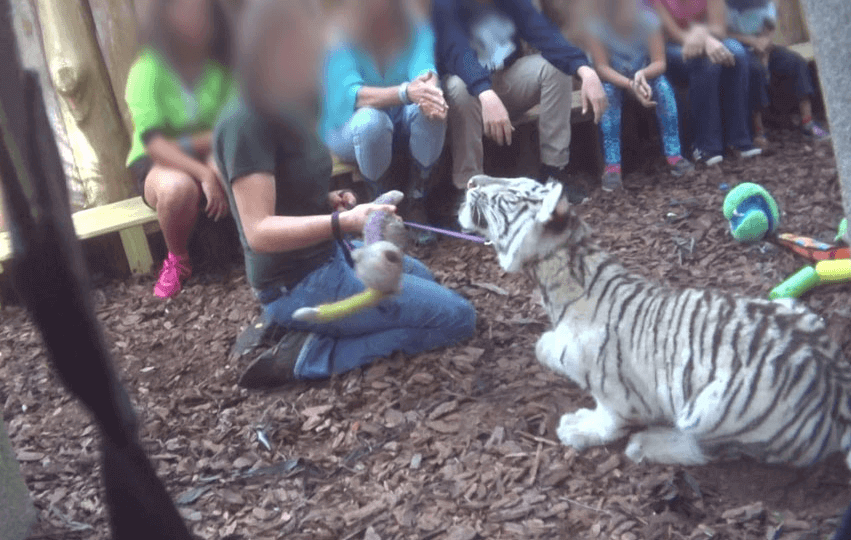 Tigre en cautiverio