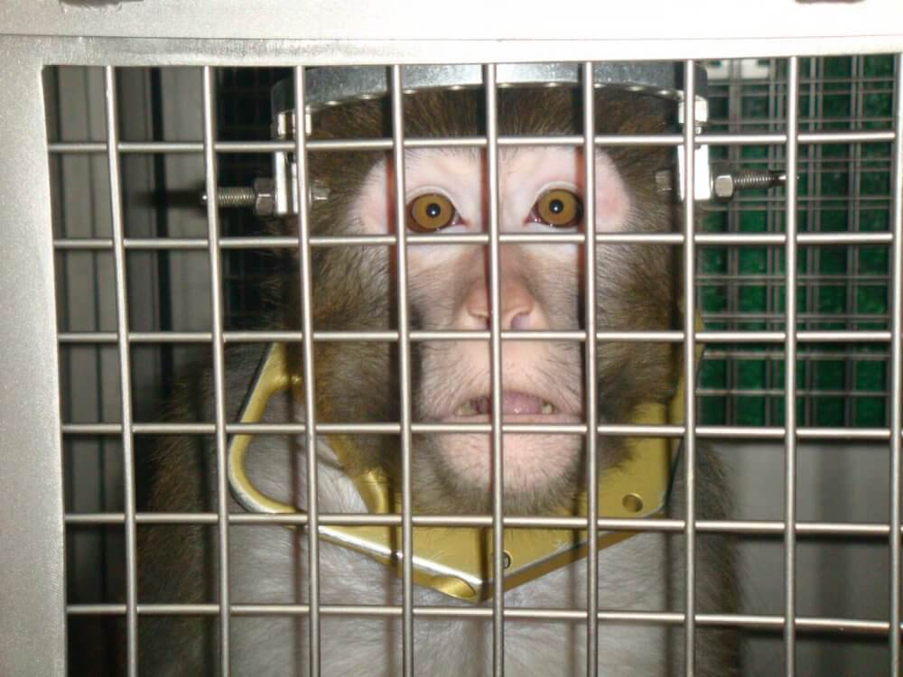 Monkey used in experiment