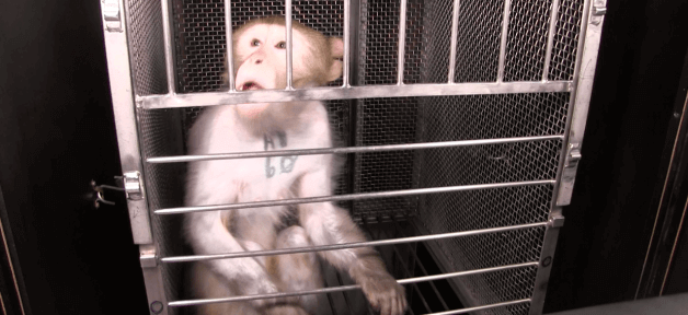 monkey named wilfork used in NIH experiments