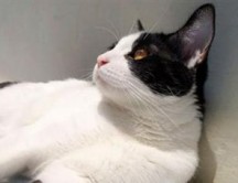 PETA apoya gato que quiere ser alcalde en México