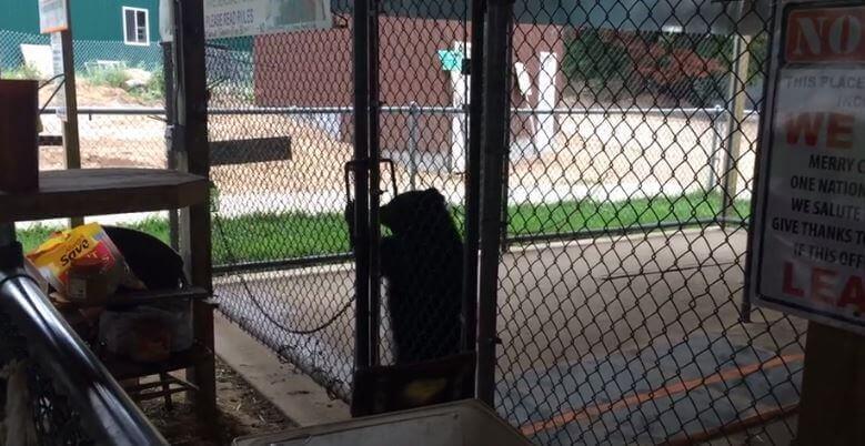 The silhouette of a bear cub as he puts a paw through the chain links of his fenced in enclosure and tried to open the door handle from the other side