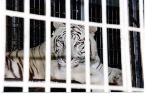 Caged white tiger 3
