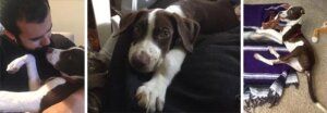 Pedro, perro salvado de huracan maria