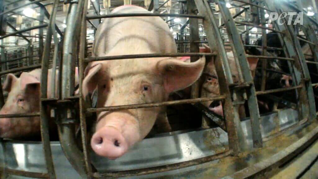 Pig