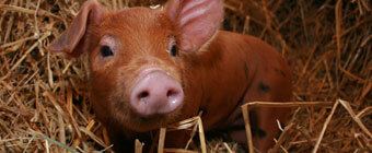 piggy
