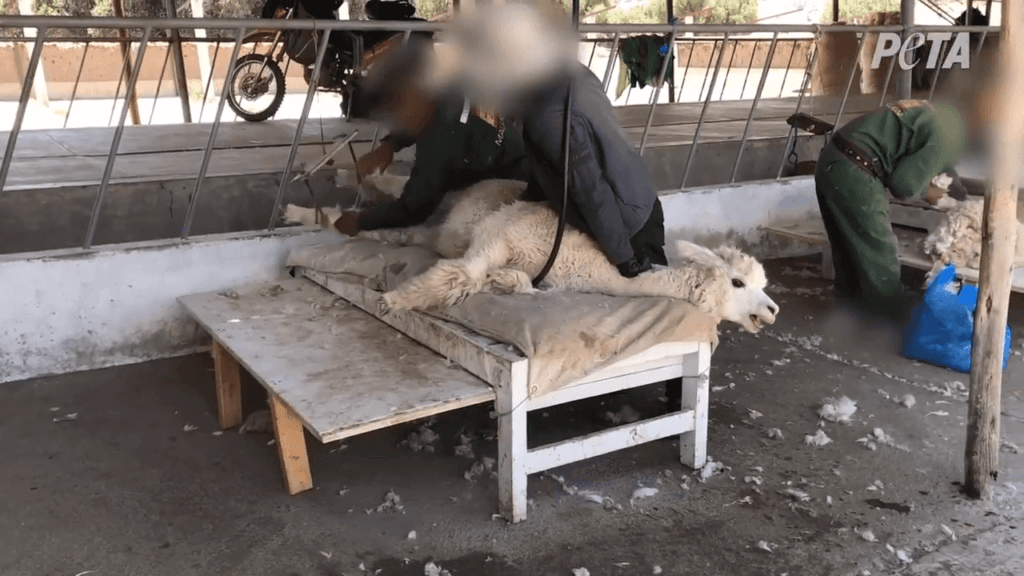 Pregnant alpaca slammed on table