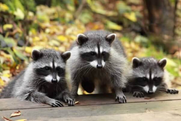 racoons