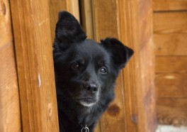 Perros encadenados: Animales descuidados y sin escapatoria