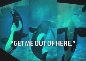 Orca held captive in Seaworld tank