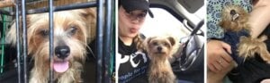Stephen Perro rescatado de huracan maria