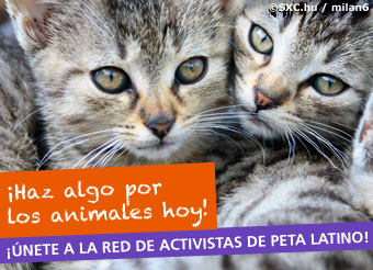 take-action-widget-es