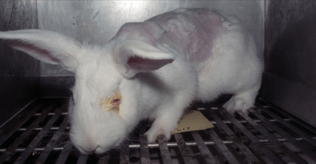 Testeo Animal, conejo siendo experimentado para productos de belleza