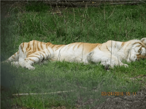 tigre macho severamente emaciado