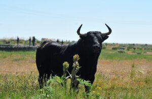 toro negro en el pasto
