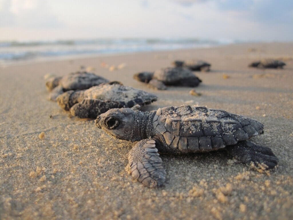 tortugas bebé en la arena