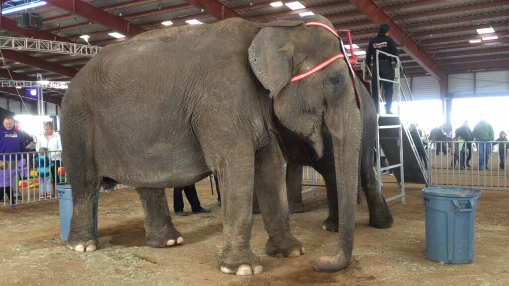 Viola the Circus Elephant