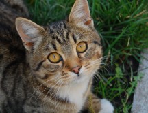 ¡Victoria! La Universidad de Washington cesa el tormento de gatos por presión de PETA