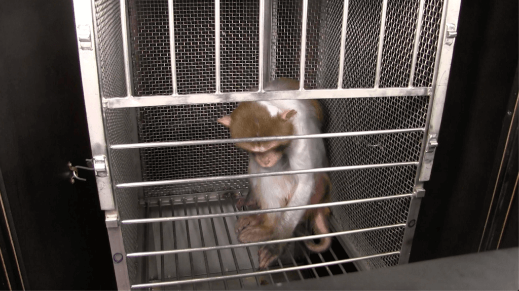 Wilfork the monkey used in experiments at NIH