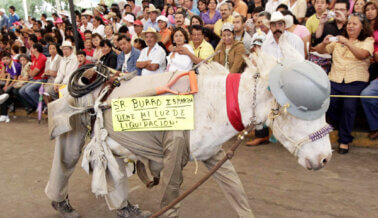 Dóciles Asnos Sufren Burlas y son Abucheados Durante “Celebraciones” en México