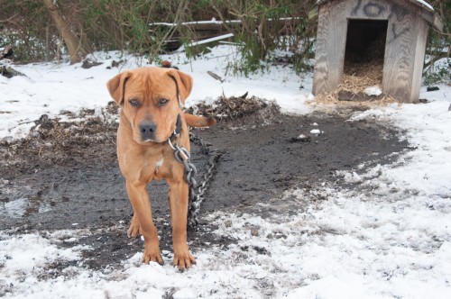 Chained Dog In Snow