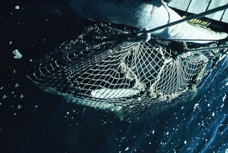 lolita orca capture