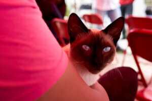 un gato siames en brazos