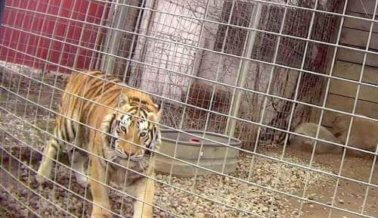 Dentro de un Seudosantuario: Un Exposé de PETA Dentro de un Seudosantuario: Un Exposé de PETA