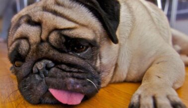 5 Problemas de Salud a los que los Pugs son Propensos